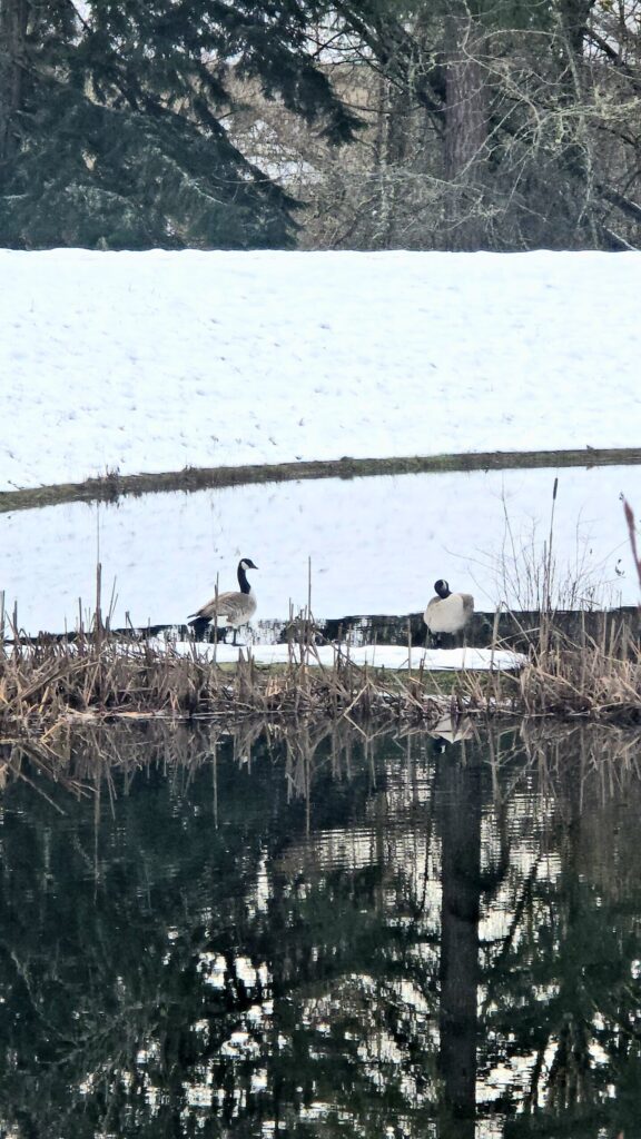 geese near hiking trail that can trigger dog chase instinct