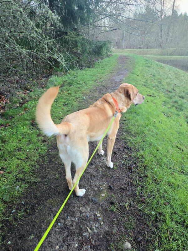 Dog standing alert on trail watching into the woods during a hike