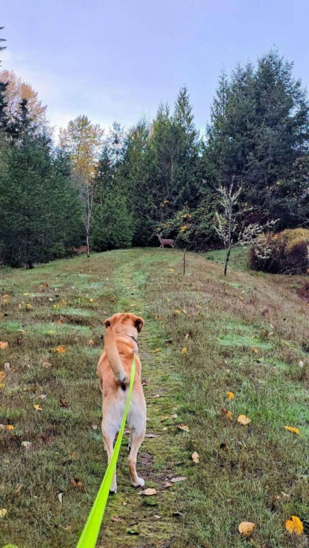 Dog on leash spotting a deer ahead on a forest trail while hiking with dogs wildlife safety in mind