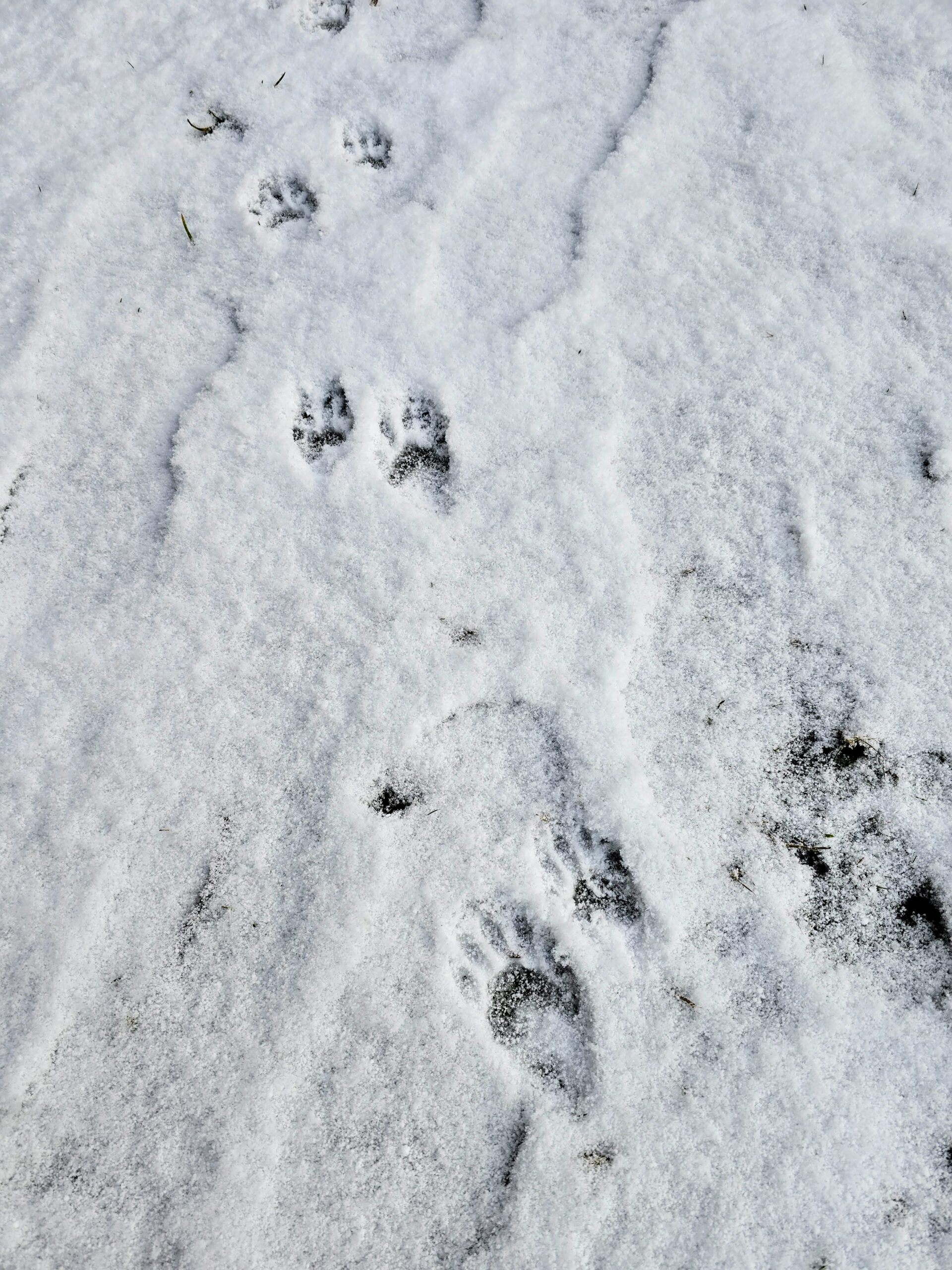 raccoon tracks in snow on hiking trail