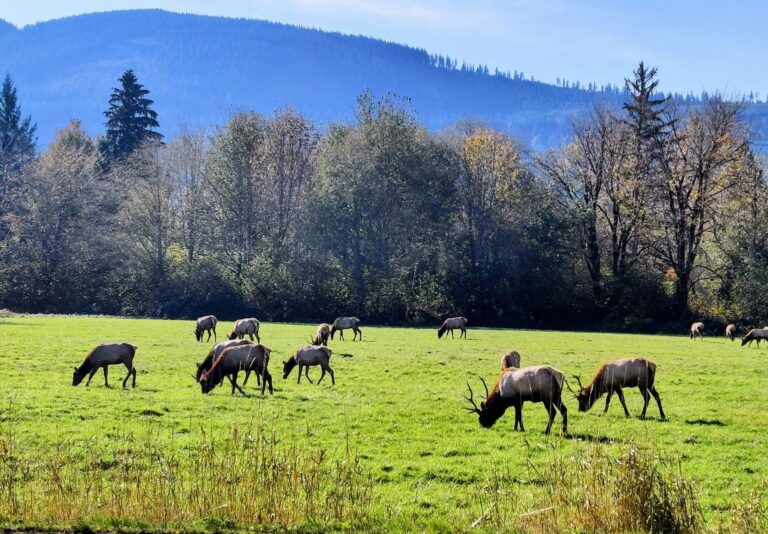 Elk herd grazing in field illustrating hiking with dogs wildlife safety considerations