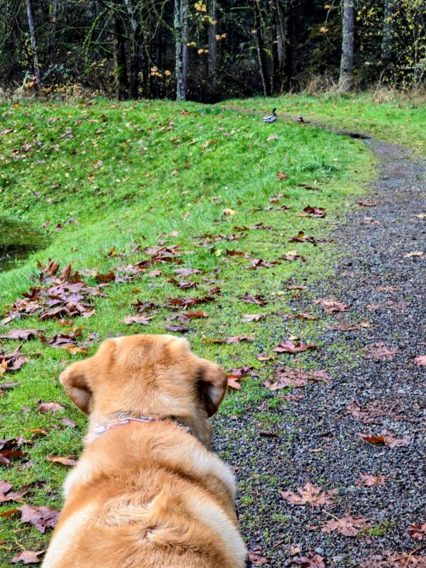 Dog on leash watching ducks ahead on a trail during a wildlife encounter