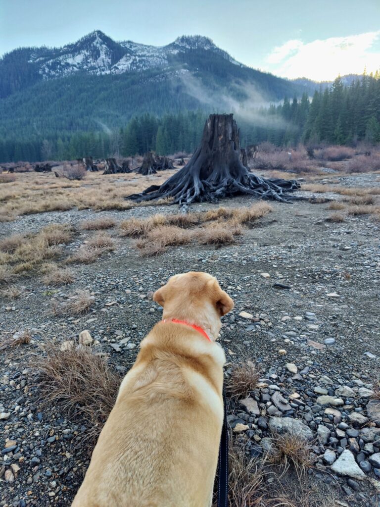 yellow lab standing on mountain trail during a hike with dogs safely in mind