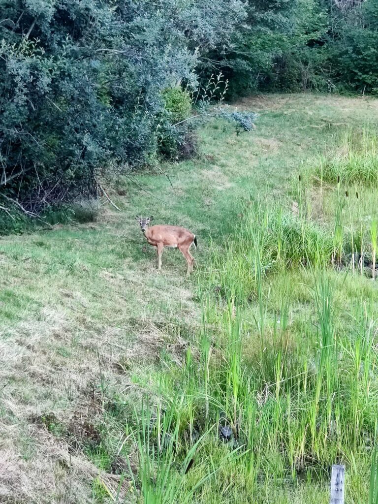 deer spotted along hiking trail in wooded area