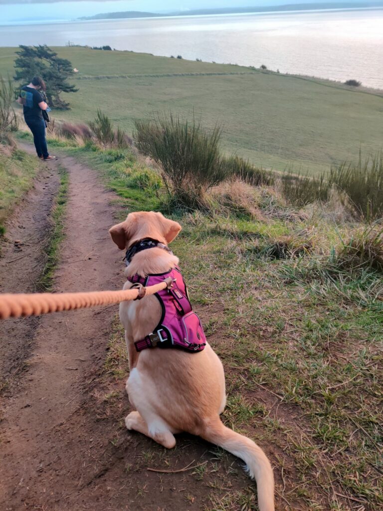 yellow lab sitting on leash on coastal trail during a hike