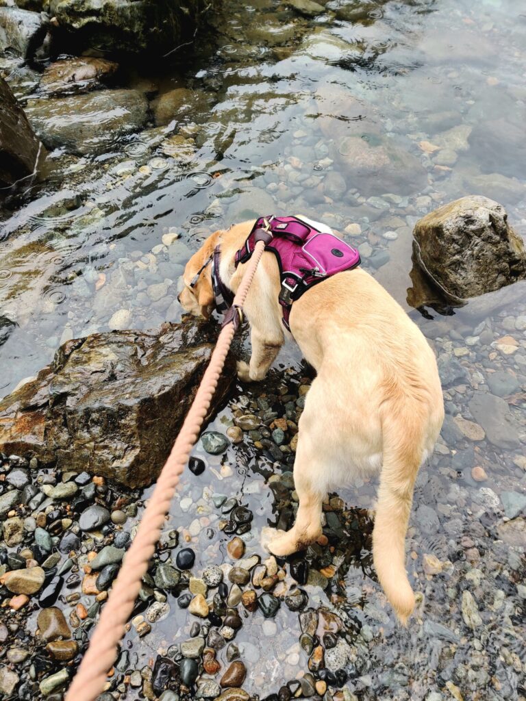 Dog drinking from creek during hike showing risk of dogs drinking from creeks or puddles safely