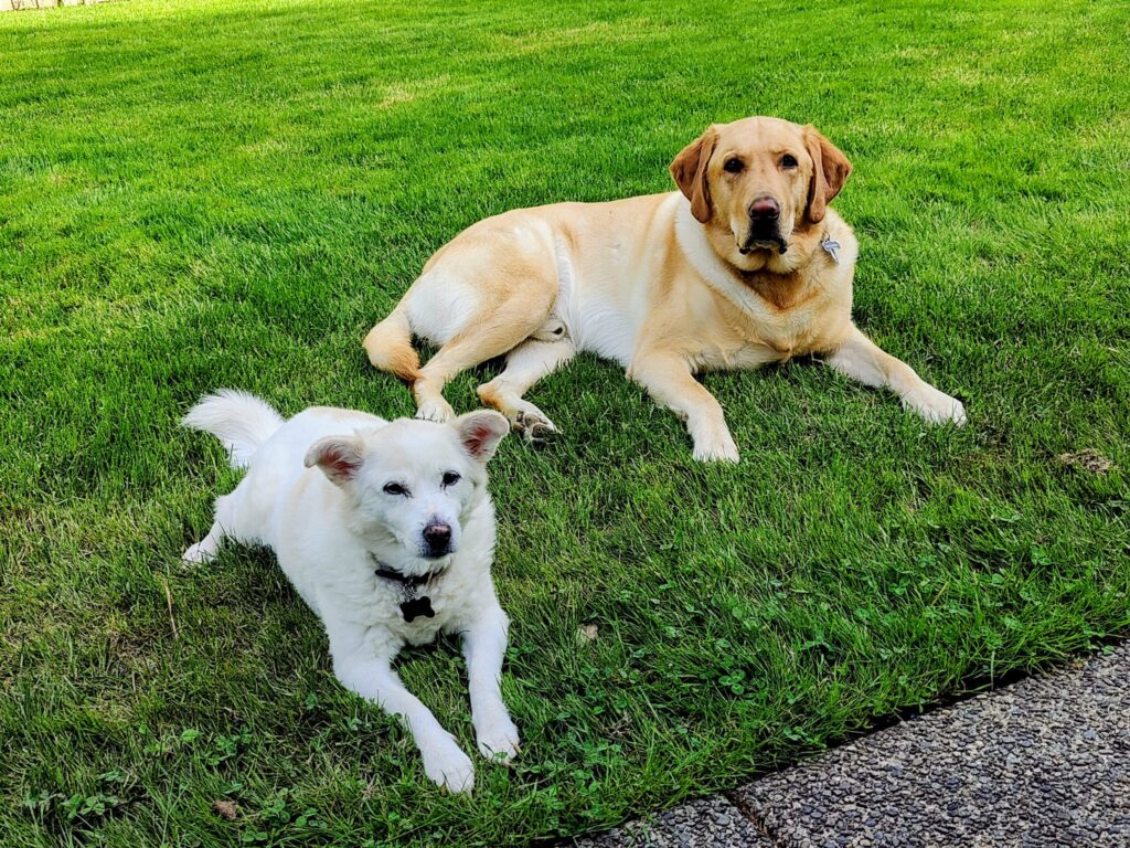 Boomer and Maggie lying in the backyard grass during spring, part of a pet safe spring-cleaning home