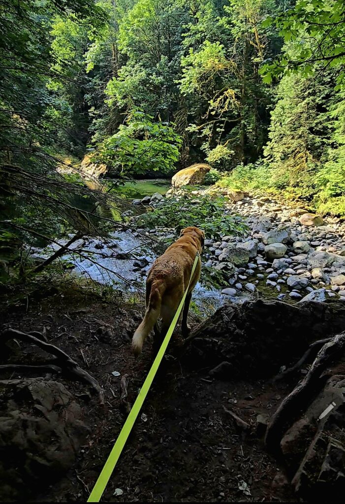 Clear forest stream that may look safe but can carry parasites when dogs drink from creeks or puddles