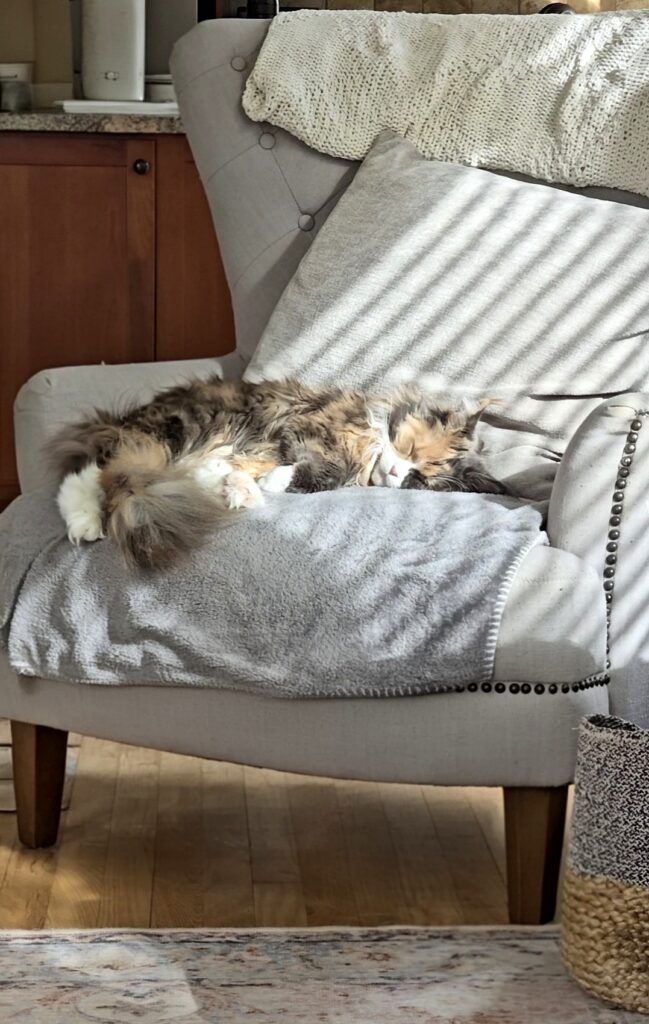 Maine Coon cat resting on a chair in a sunlit living room