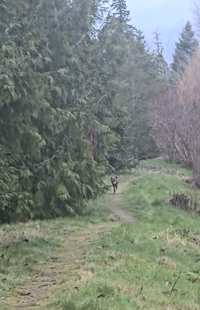 coyote seen near hiking trail in natural habitat