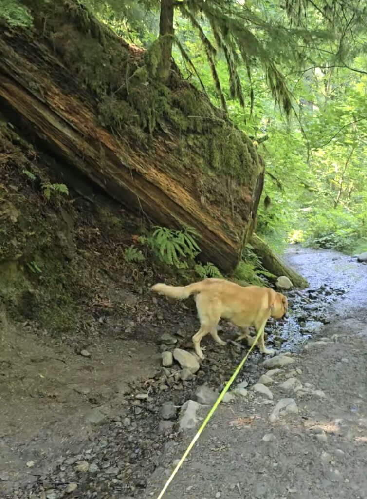 Dog on leash hiking forest trail near water, related to dogs drinking from creeks or puddles safely