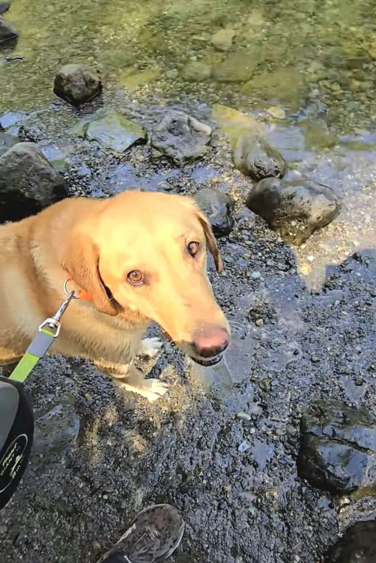 Dog standing in shallow creek on a hike, illustrating whether dogs drink from creeks or puddles safely