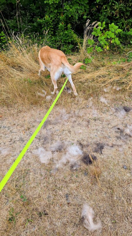 Dog sniffing animal fur on ground showing signs of wildlife on trail