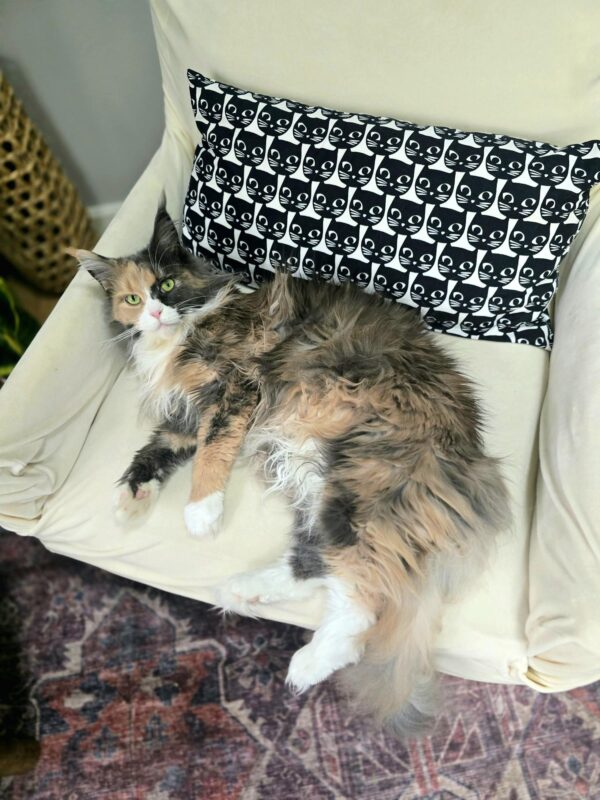 are essential oils safe for cats in a calm home environment with a relaxed indoor cat