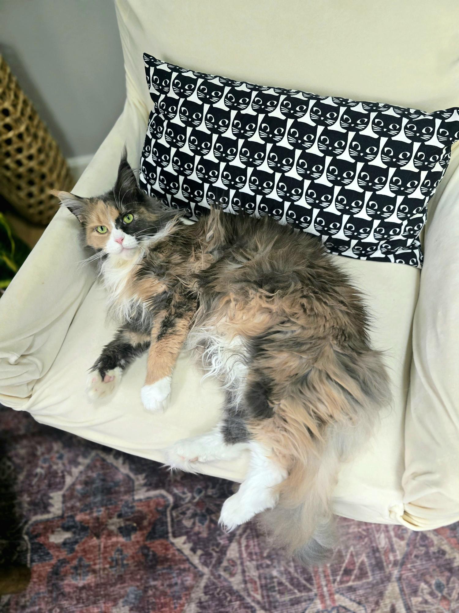 are essential oils safe for cats in a calm home environment with a relaxed indoor cat