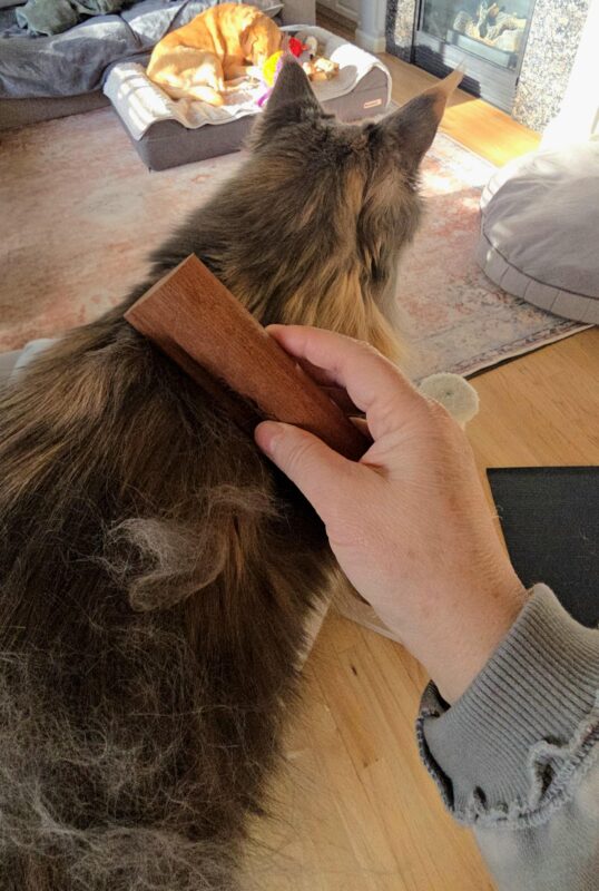 brushing long haired cat removing loose fur spring shedding