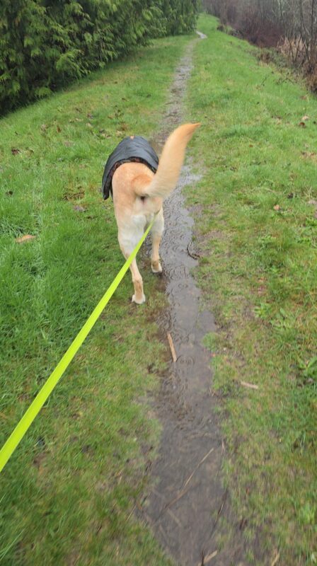 dog walking on a muddy spring trail during seasonal weather changes
