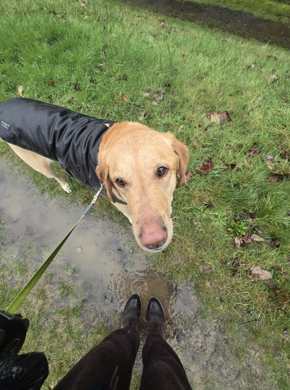 spring dog care includes managing muddy paws and wet outdoor conditions