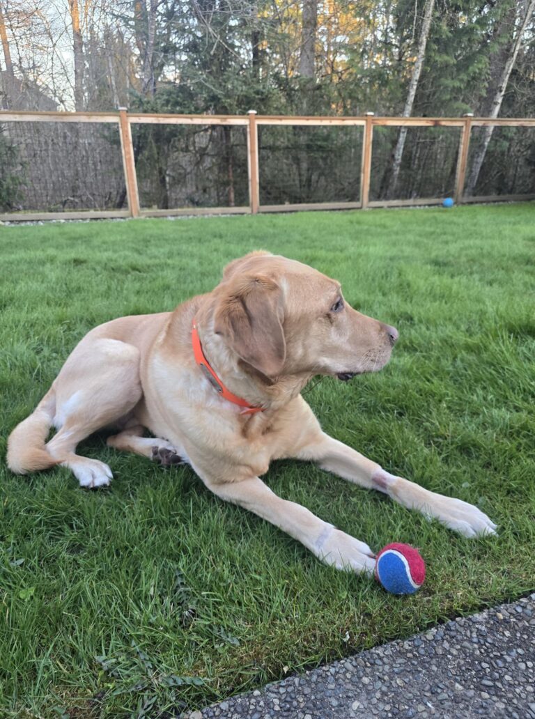 spring dog care routine with a yellow lab resting in fresh green grass