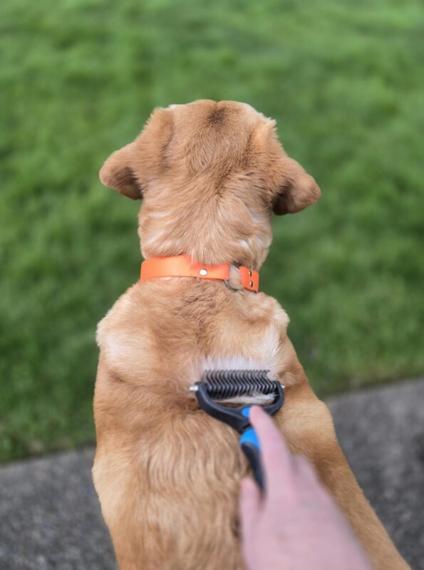 brushing a dog during spring shedding season to support coat health
