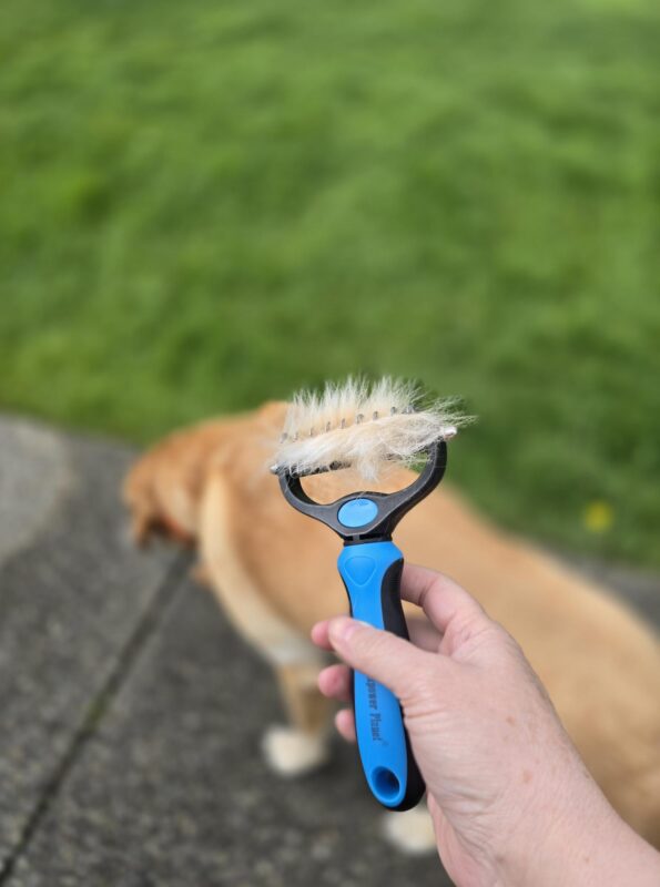dog shedding in spring with loose fur collected in grooming brush