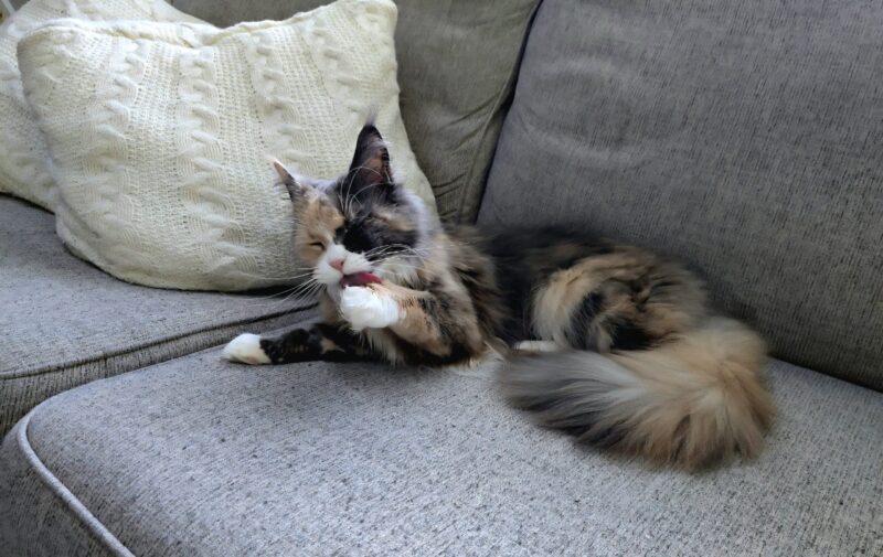 cat grooming on couch showing how substances on fur can be ingested during grooming