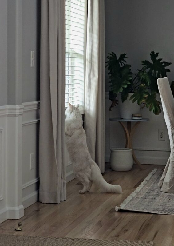 cat looking out window observing outdoor movement spring