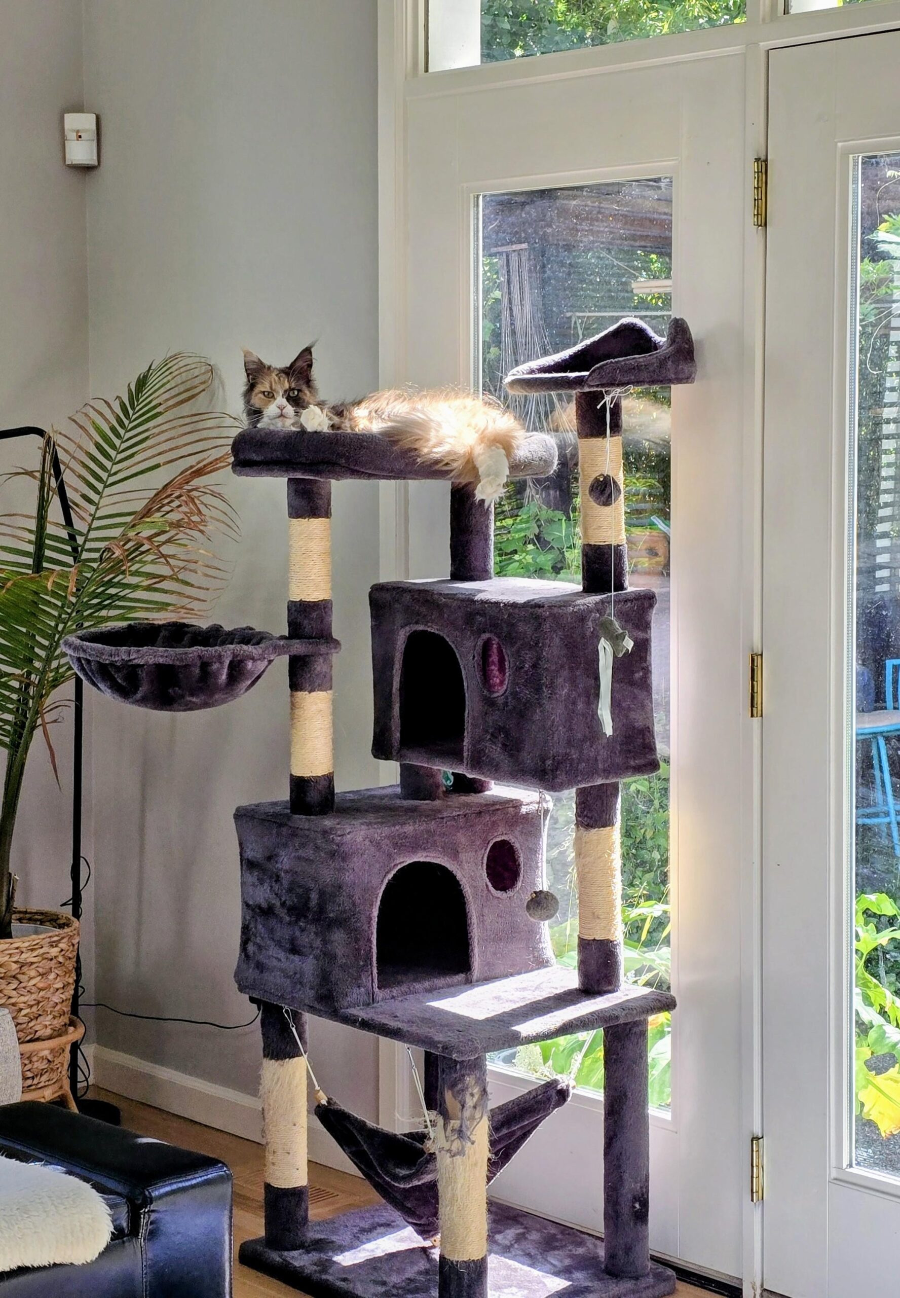 spring cat care Maine Coon resting in sunlight on cat tree by window Title: