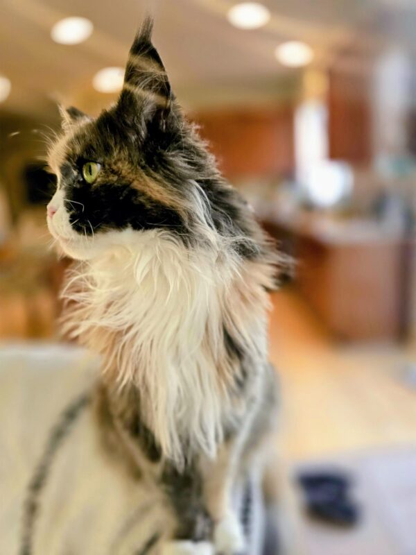 long haired cat coat detail seasonal shedding spring