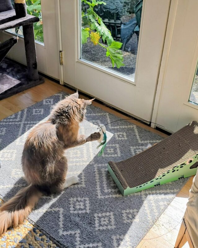 cat playing in sunlight near window spring indoor environment