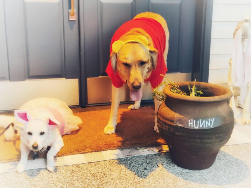 Two dogs dressed as Winnie the Pooh and Piglet for Halloween.