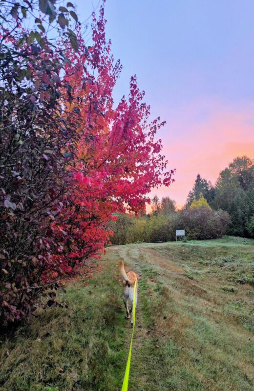 Yellow Labrador walking along a trail beneath bright red fall leaves.