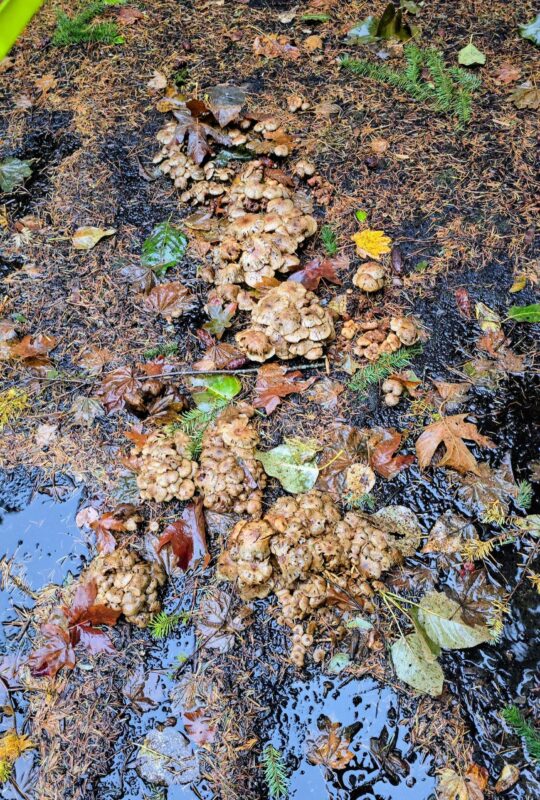 Wild mushrooms growing on wet ground among fallen leaves