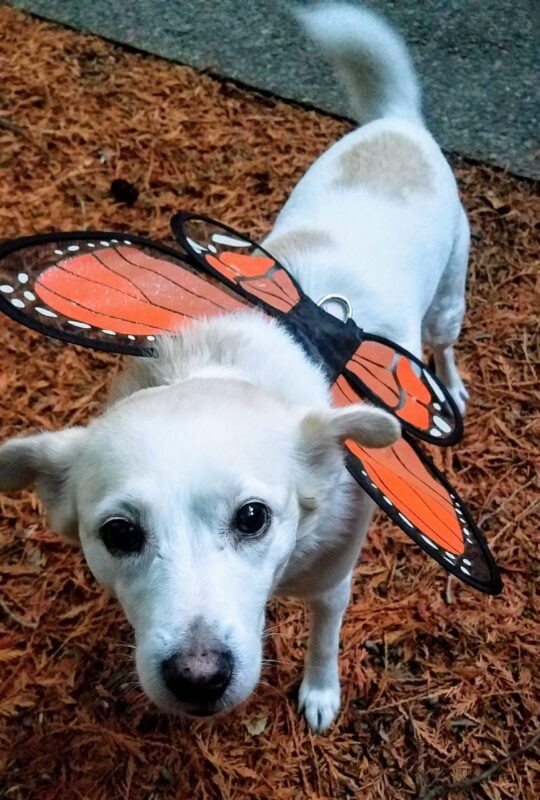 Small dog wearing butterfly wings for an easy Halloween costume.