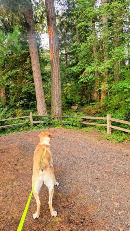 Yellow Labrador on leash watching a deer along a wooded trail.
