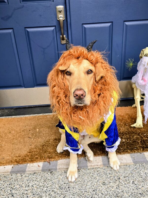 Yellow Labrador dressed as the Beast for a Beauty and the Beast dog Halloween costume.