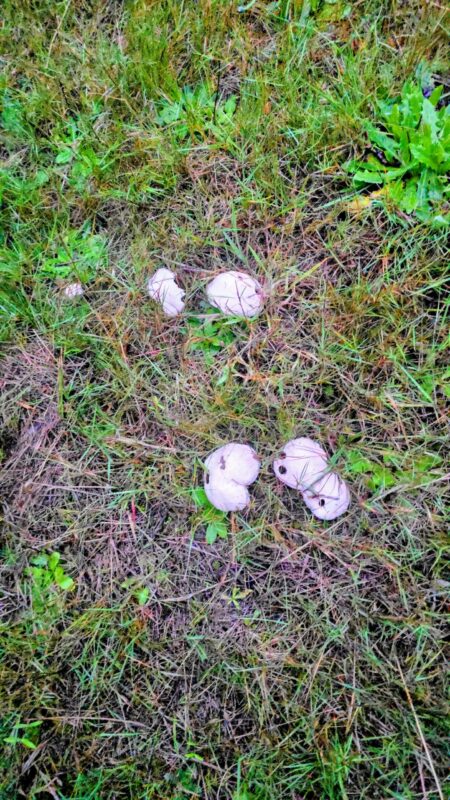 Pale wild mushrooms growing in grass along a walking area