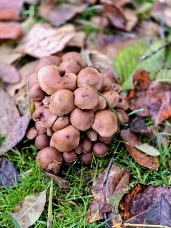 Cluster of brown wild mushrooms growing among fallen leaves