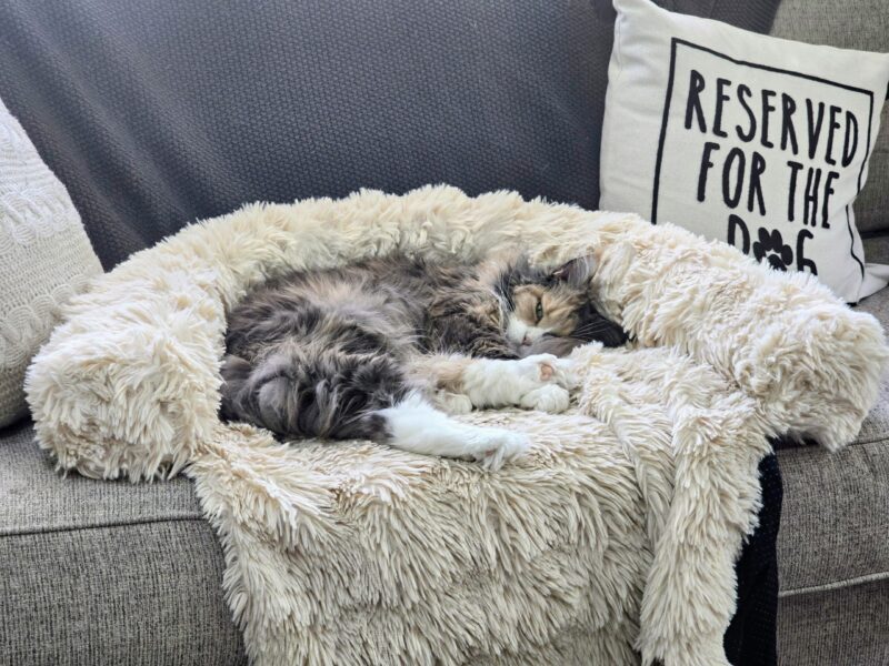 Indoor Maine Coon cat curled up in a plush bed as the weather gets cooler in fall.