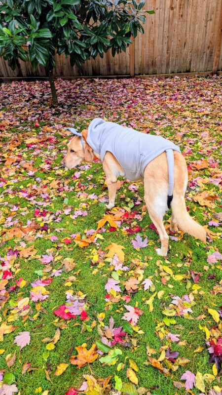 Donkey tail pinned to a gray dog sweatshirt for an easy Halloween costume.