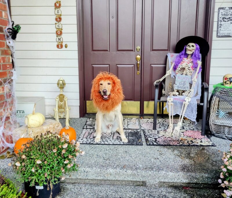 Yellow Labrador wearing a lion mane for an easy dog Halloween costume.