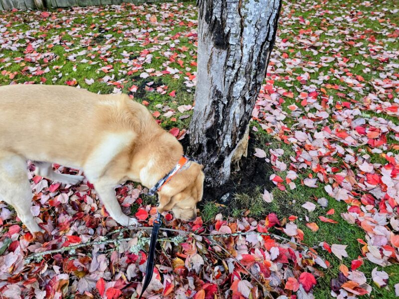 Yellow Labrador sniffing through wet leaves along a fall trail.