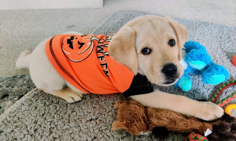 Yellow Lab puppy wearing an orange Halloween shirt