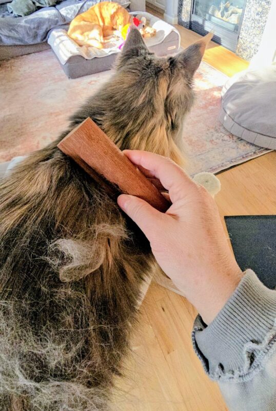 Brushing a Maine Coon during fall shedding with loose undercoat visible on her fur.