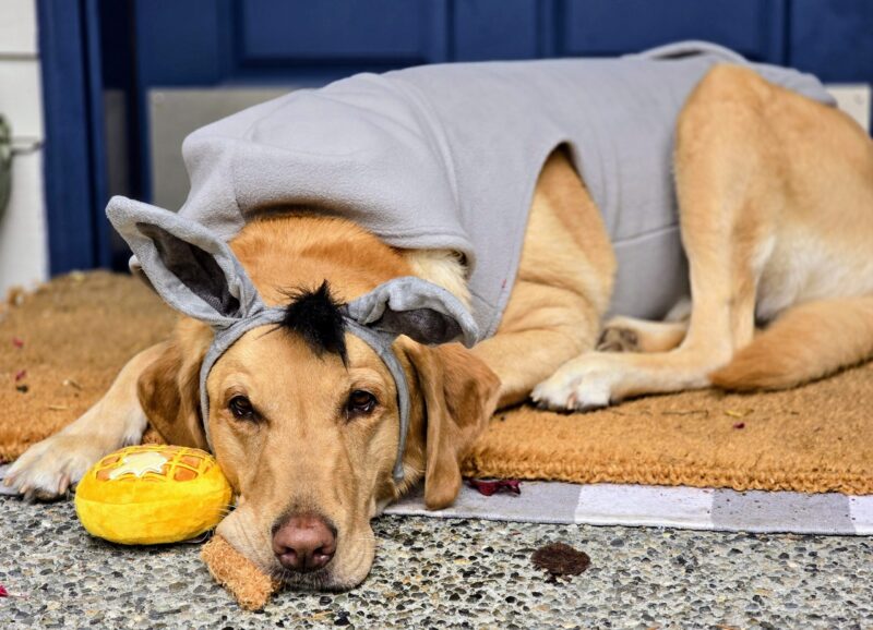 Boomer the yellow Lab lying down in his Donkey Halloween costume