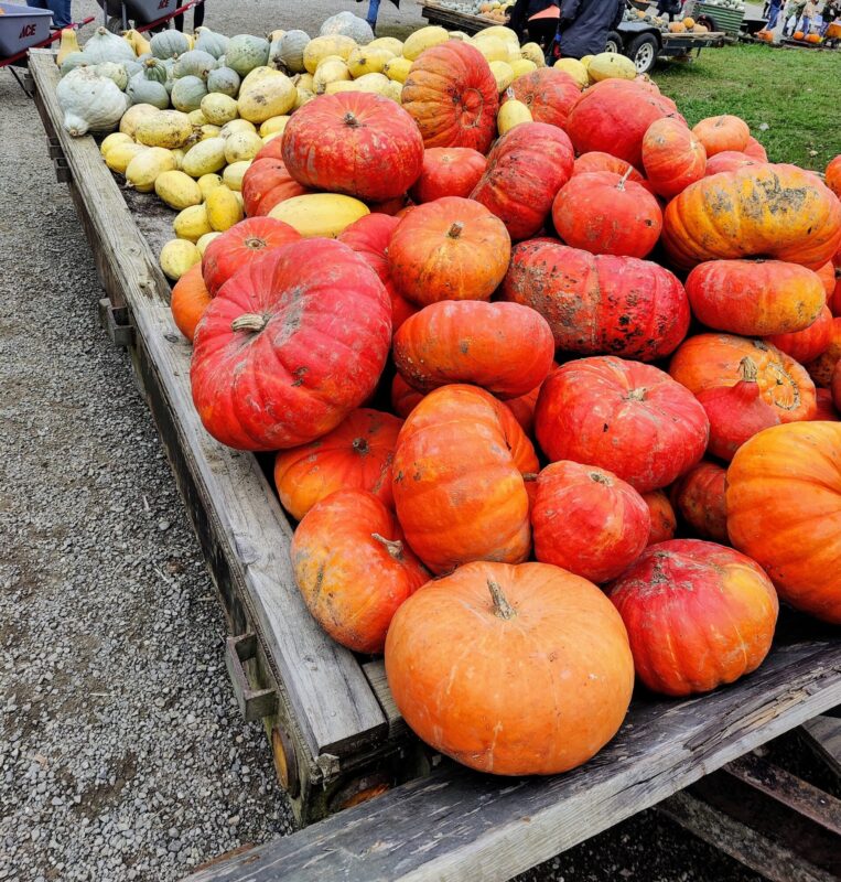 Display of colorful pumpkins and squash at a farm during the fall season.