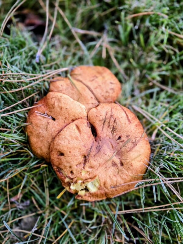 Orange wild mushrooms growing among grass and pine needles