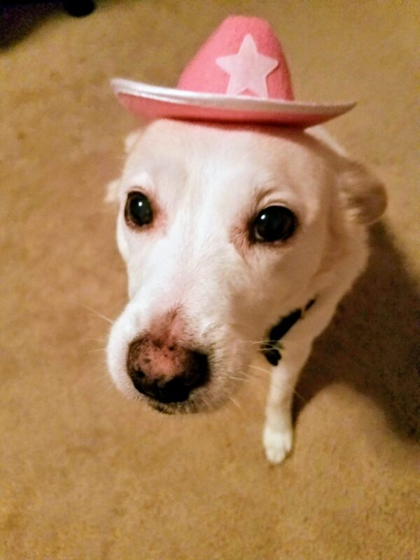 Small dog wearing a pink cowgirl hat for a simple dog Halloween costume.