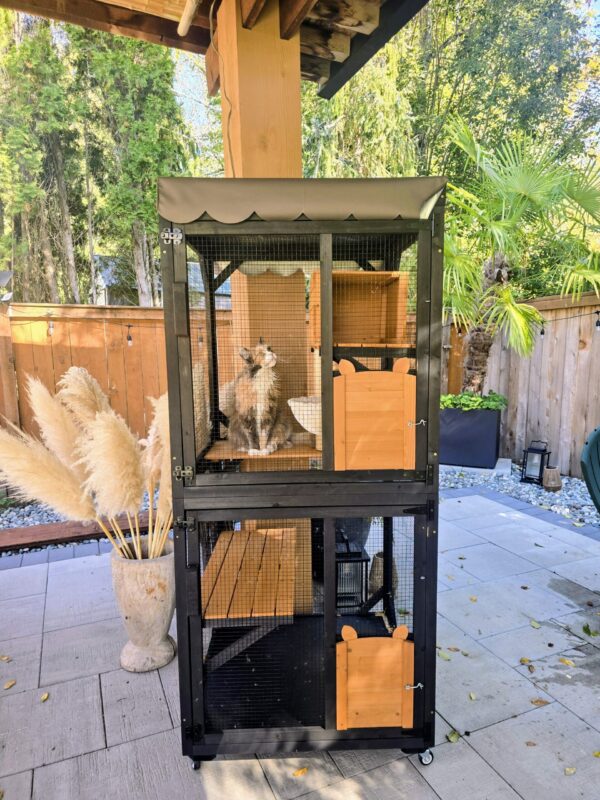 Indoor Maine Coon cat enjoying outdoor enrichment from a secure catio on a fall afternoon.