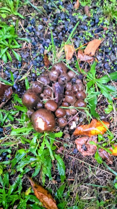 Cluster of dark brown wild mushrooms growing in wet grass